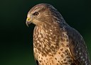 BUITEN BEELD Foto: 71404