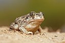 BUITEN BEELD Foto: 71474