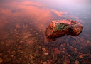 BUITEN BEELD Foto: 71517
