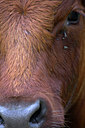 BUITEN BEELD Foto: 71883