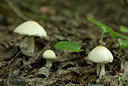 BUITEN BEELD Foto: 72022