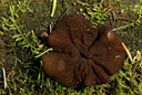 BUITEN BEELD Foto: 72023