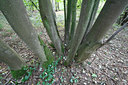BUITEN BEELD Foto: 72155
