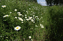 BUITEN BEELD Foto: 72177