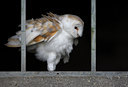 BUITEN BEELD Foto: 72187