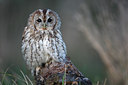 BUITEN BEELD Foto: 72191
