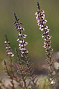 BUITEN BEELD Foto: 72255