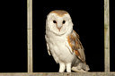 BUITEN BEELD Foto: 72260