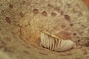 BUITEN BEELD Foto: 72282