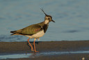 BUITEN BEELD Foto: 72327