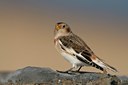 BUITEN BEELD Foto: 72346