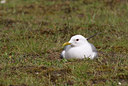 BUITEN BEELD Foto: 72348