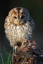 BUITEN BEELD Foto: 72402