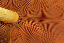 BUITEN BEELD Foto: 72498