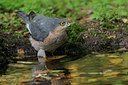 BUITEN BEELD Foto: 72518