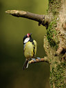 BUITEN BEELD Foto: 72590