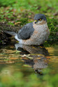 BUITEN BEELD Foto: 72591