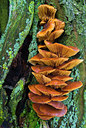 BUITEN BEELD Foto: 72741