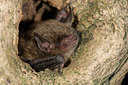 BUITEN BEELD Foto: 72873