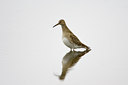 BUITEN BEELD Foto: 72905