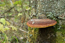 BUITEN BEELD Foto: 72991