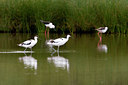 BUITEN BEELD Foto: 73060