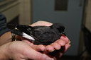 BUITEN BEELD Foto: 73074