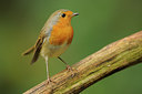 BUITEN BEELD Foto: 73078
