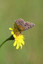 BUITEN BEELD Foto: 73084