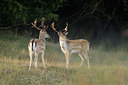 BUITEN BEELD Foto: 73162