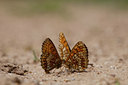 BUITEN BEELD Foto: 73170
