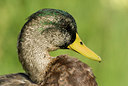 BUITEN BEELD Foto: 73193