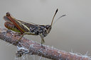 BUITEN BEELD Foto: 73200
