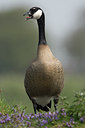 BUITEN BEELD Foto: 73219