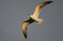BUITEN BEELD Foto: 73409