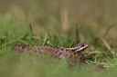 BUITEN BEELD Foto: 73676