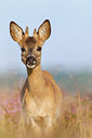 BUITEN BEELD Foto: 73736