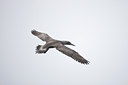 BUITEN BEELD Foto: 73744