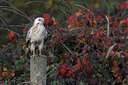 BUITEN BEELD Foto: 73807