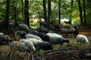 BUITEN BEELD Foto: 73924