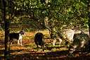 BUITEN BEELD Foto: 73936