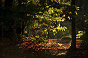 BUITEN BEELD Foto: 73955