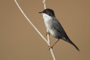 BUITEN BEELD Foto: 74121