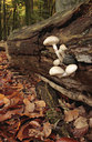 BUITEN BEELD Foto: 74230