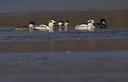 BUITEN BEELD Foto: 74271