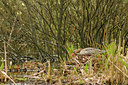 BUITEN BEELD Foto: 74376