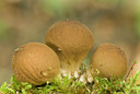 BUITEN BEELD Foto: 74497