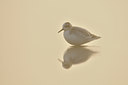BUITEN BEELD Foto: 74587