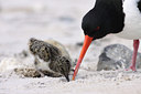 BUITEN BEELD Foto: 74603
