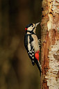 BUITEN BEELD Foto: 74661